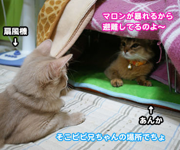 2512.炬燵の歴史 | <em>お</em>散步<em>大好</em>き猫ブログ