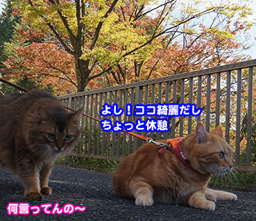 hitori8635.jpg