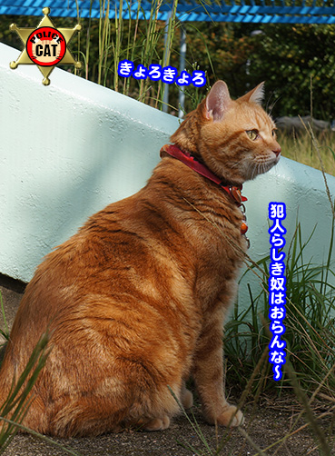 deka6650.jpg