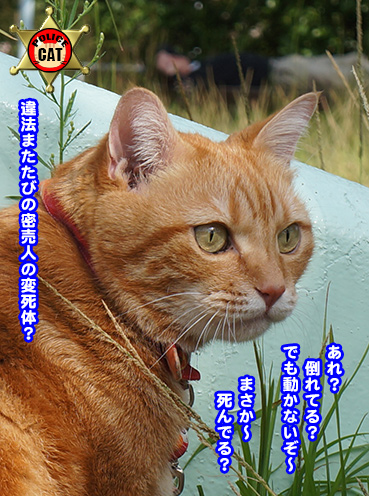 deka6649.jpg