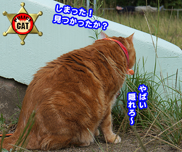 deka6647.jpg