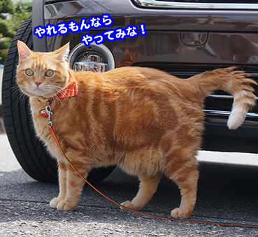 sosi5367.jpg