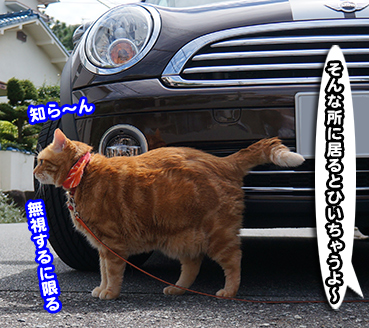 sosi5366.jpg
