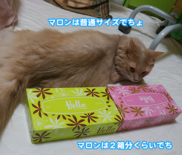 t0321.jpg