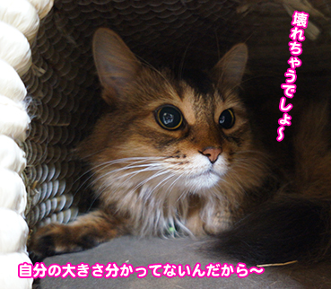iji9802.jpg
