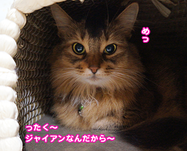 iji9803.jpg