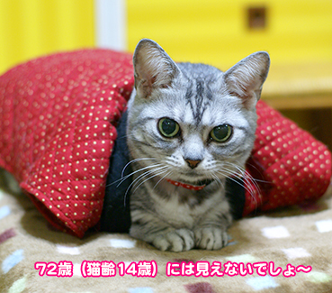 j1077.jpg