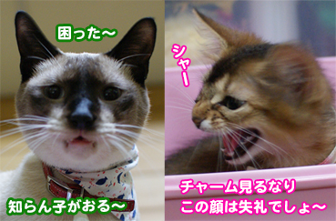 06778シャー困った.jpg