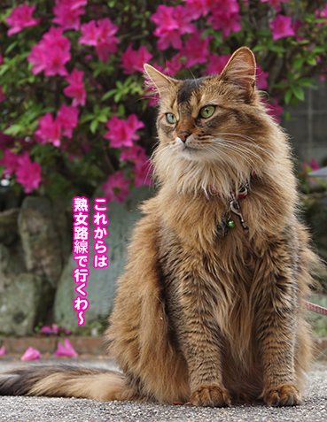 2718.オレの<em>妹</em> | <em>お</em>散步<em>大好</em>き猫ブログ