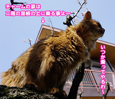 2718.オレの<em>妹</em> | <em>お</em>散步<em>大好</em>き猫ブログ