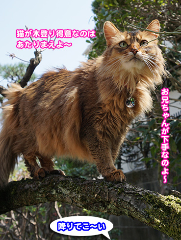 2718.オレの<em>妹</em> | <em>お</em>散步<em>大好</em>き猫ブログ