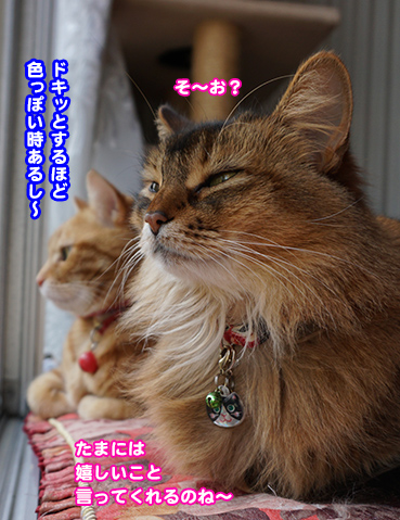 2718.オレの<em>妹</em> | <em>お</em>散步<em>大好</em>き猫ブログ