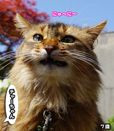 2718.オレの<em>妹</em> | <em>お</em>散步<em>大好</em>き猫ブログ