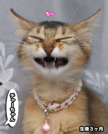 2718.オレの<em>妹</em> | <em>お</em>散步<em>大好</em>き猫ブログ