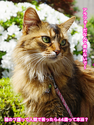 2718.オレの<em>妹</em> | <em>お</em>散步<em>大好</em>き猫ブログ