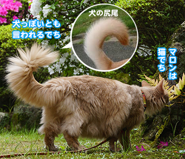 5592犬の尻尾.jpg