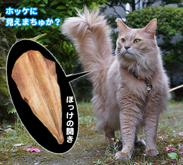 0634ほっけ.jpg
