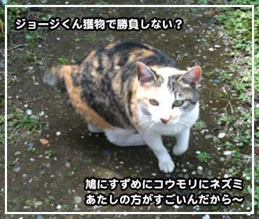 moyo2.jpg
