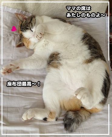 moyo3.jpg