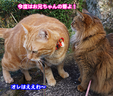 お 臭い 猫 尻