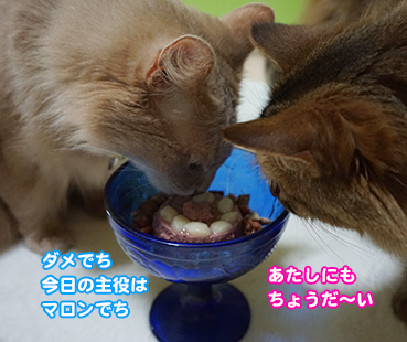 3078.猫のケーキ | お散歩大好き猫ブログ