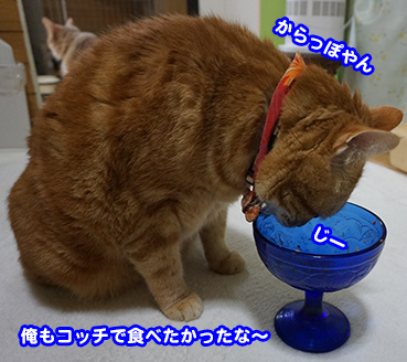 3078.猫のケーキ | お散歩大好き猫ブログ