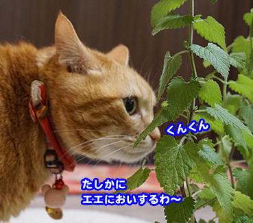 4019.jpg