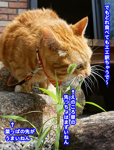 4555.jpg