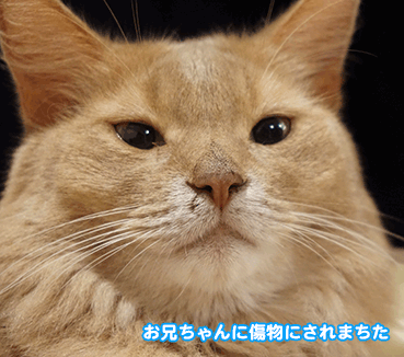 6154.gif
