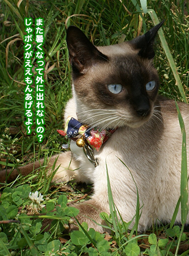 3174 いもむし お散歩大好き猫ブログ