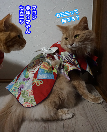 じゃれねこ『2月15 金木犀』 - じゃれ猫 | じゃれねこ『2月☆15