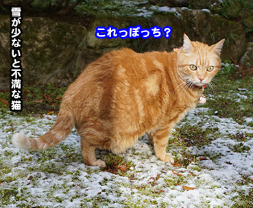 3336 おもろい猫 お散歩大好き猫ブログ