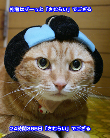 ひざねこ すやすや サバシロ | ハンプティーダンプティー公式