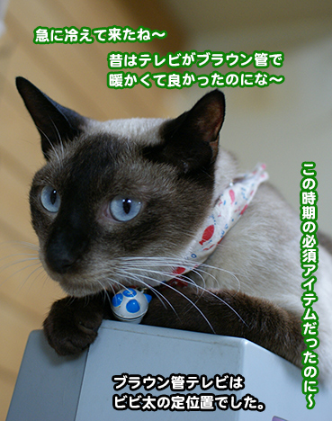 3580.昔のテレビ | お散歩大好き猫ブログ