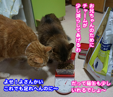3841.減量成功 | お散歩大好き猫ブログ