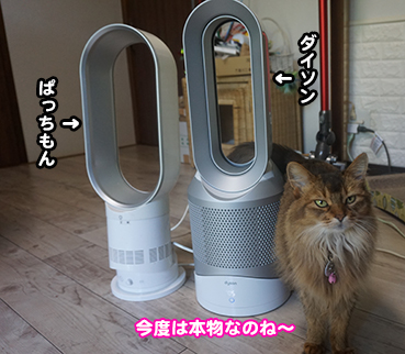 4243 猫用扇風機 お散歩大好き猫ブログ