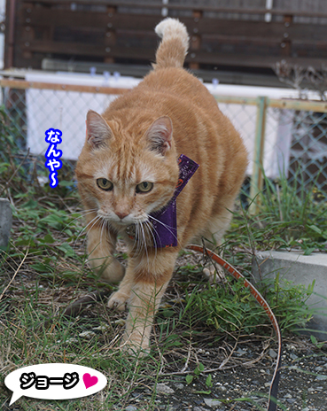 4333 猫道は近道 お散歩大好き猫ブログ