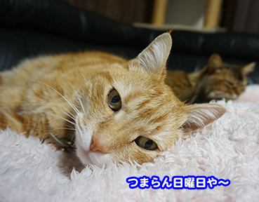 8201_1.jpg