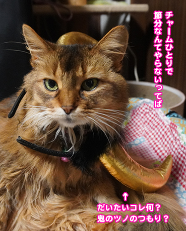 4785 節分の鬼猫 お散歩大好き猫ブログ