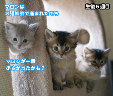 4902.幸せの証 | お散歩大好き猫ブログ