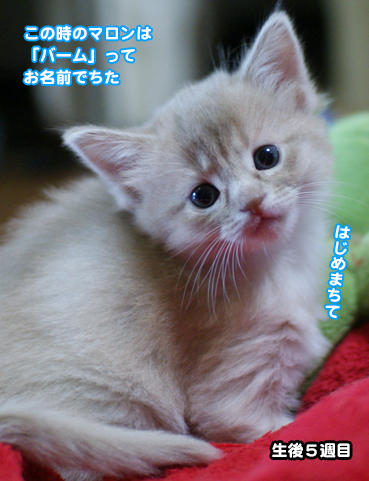 マロンくんページ Vegista ベジホクちゃん ロング・ショート 各4枚入：PRODUCT