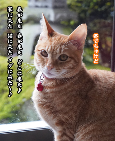 5096.おませさん | お散歩大好き猫ブログ
