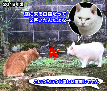 踏ん張り方を見習い中(茶トラ) 5245.茶トラ猫 | お散歩大好き猫ブログ