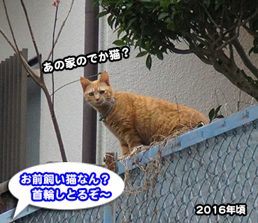 5245.茶トラ猫 | お散歩大好き猫ブログ