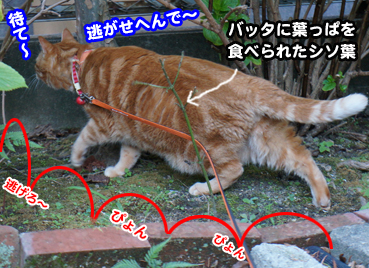 猫とバッタ