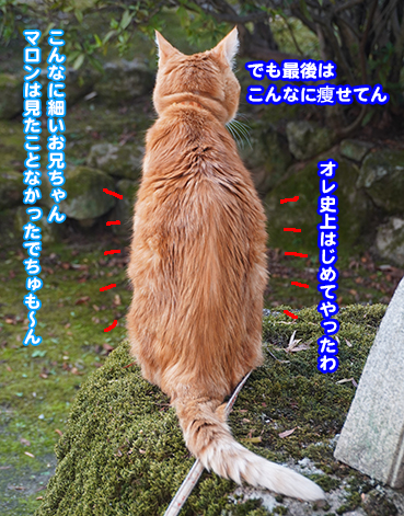やせねこ様 5428.猫の体重 | お散歩大好き猫ブログ