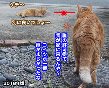 image-pet-19536-20230613171629