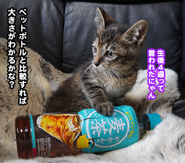 pecochan様御予約❤生後8日子猫ちゃん♡本当にミルク飲めるよ♡