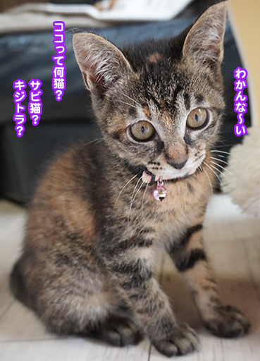 楽天 MIHO様オーダーページ】グレー猫さん（with friend）の