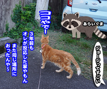 5745.アライグマ | お散歩大好き猫ブログ